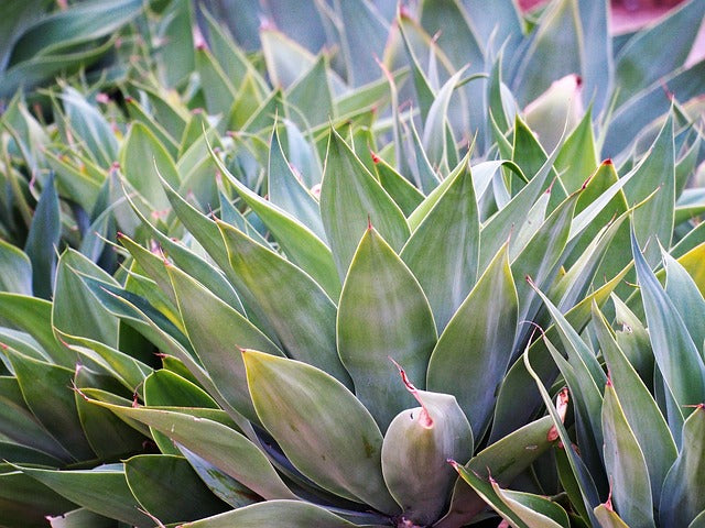What is Inulin Powder?